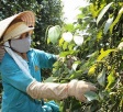 Cập nhật giá